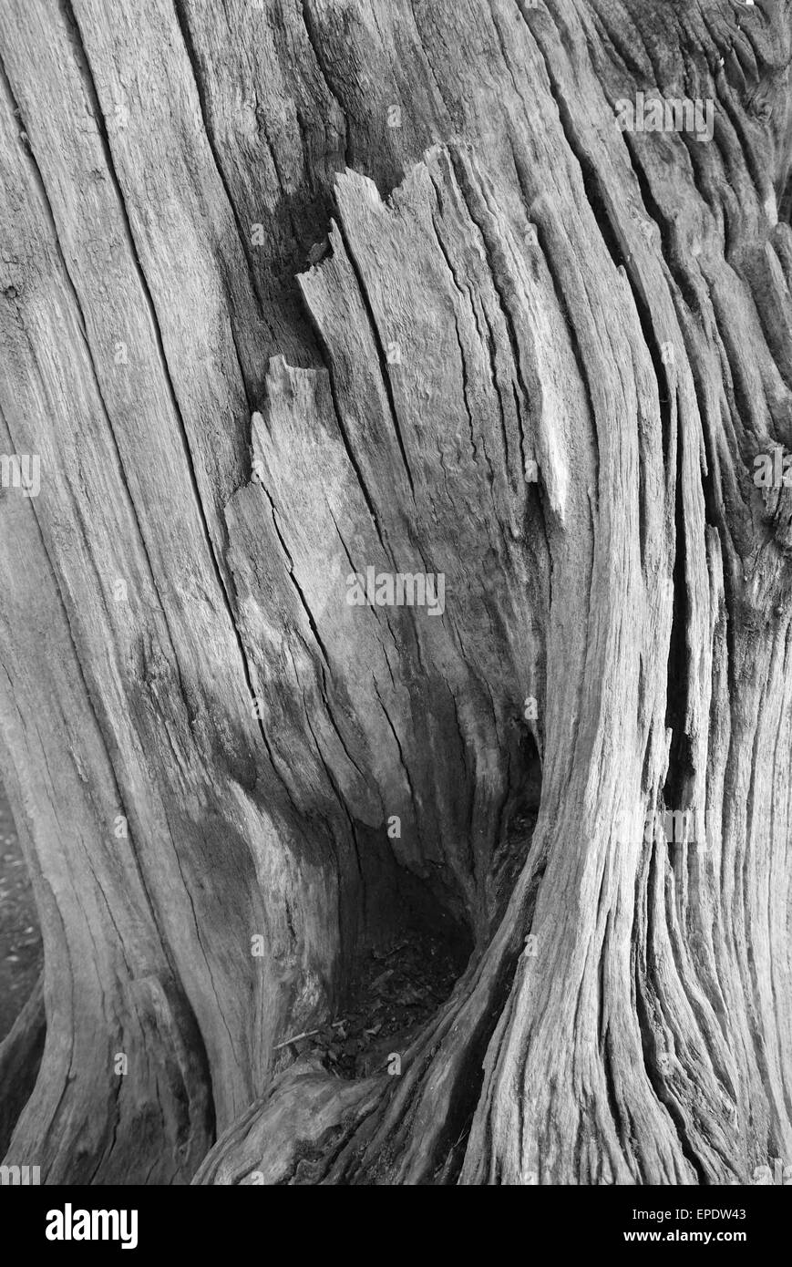 Tree stump bark with wood grain Stock Photo