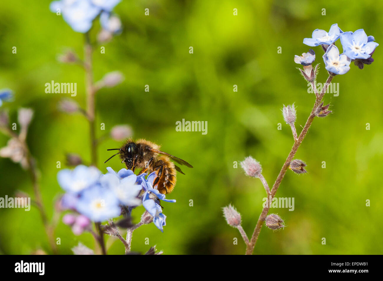A female mason bee on a forget-me-not flower Stock Photo - Alamy