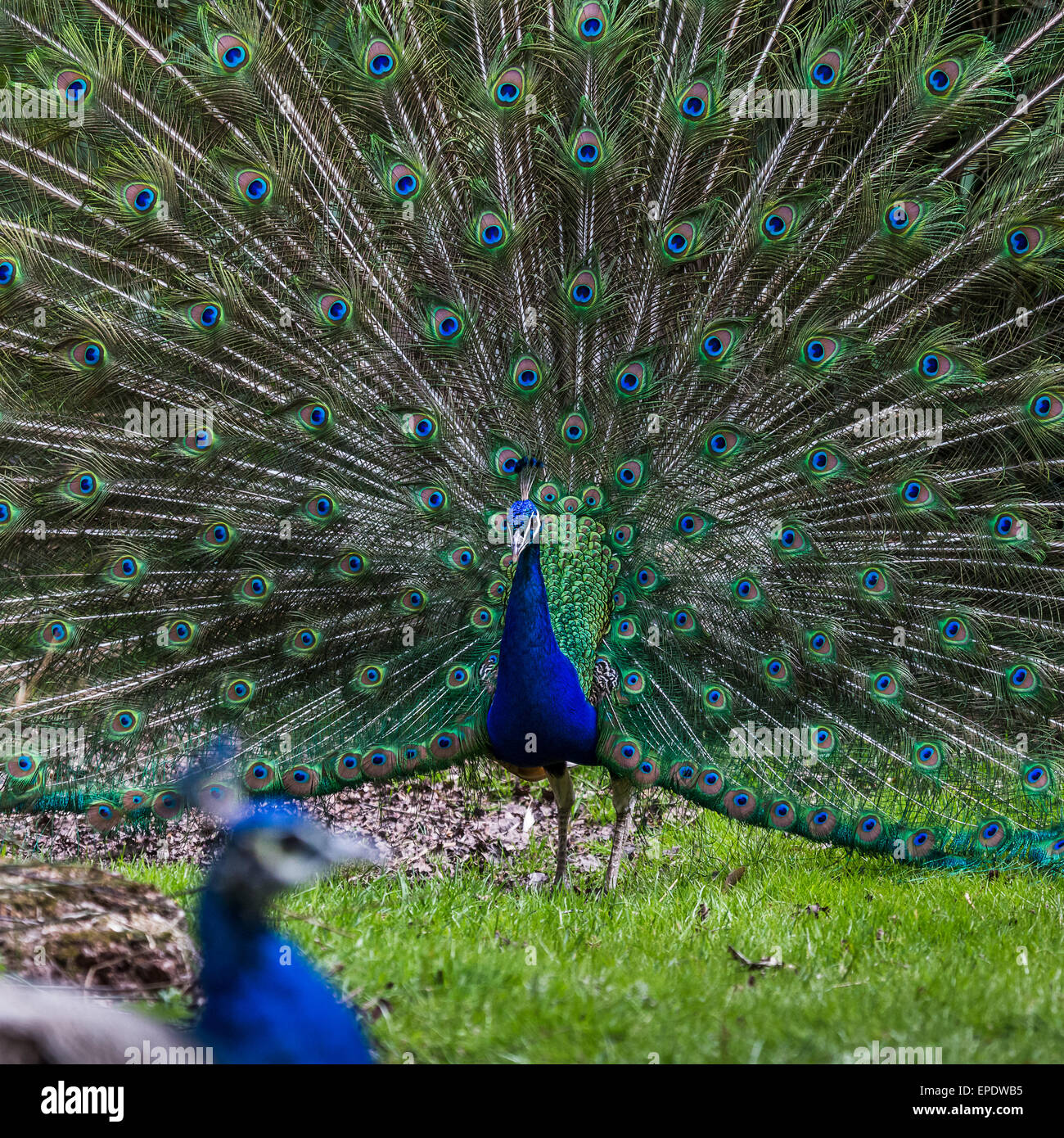 A peacock outstretches it's wings to attract a mate. Stock Photo