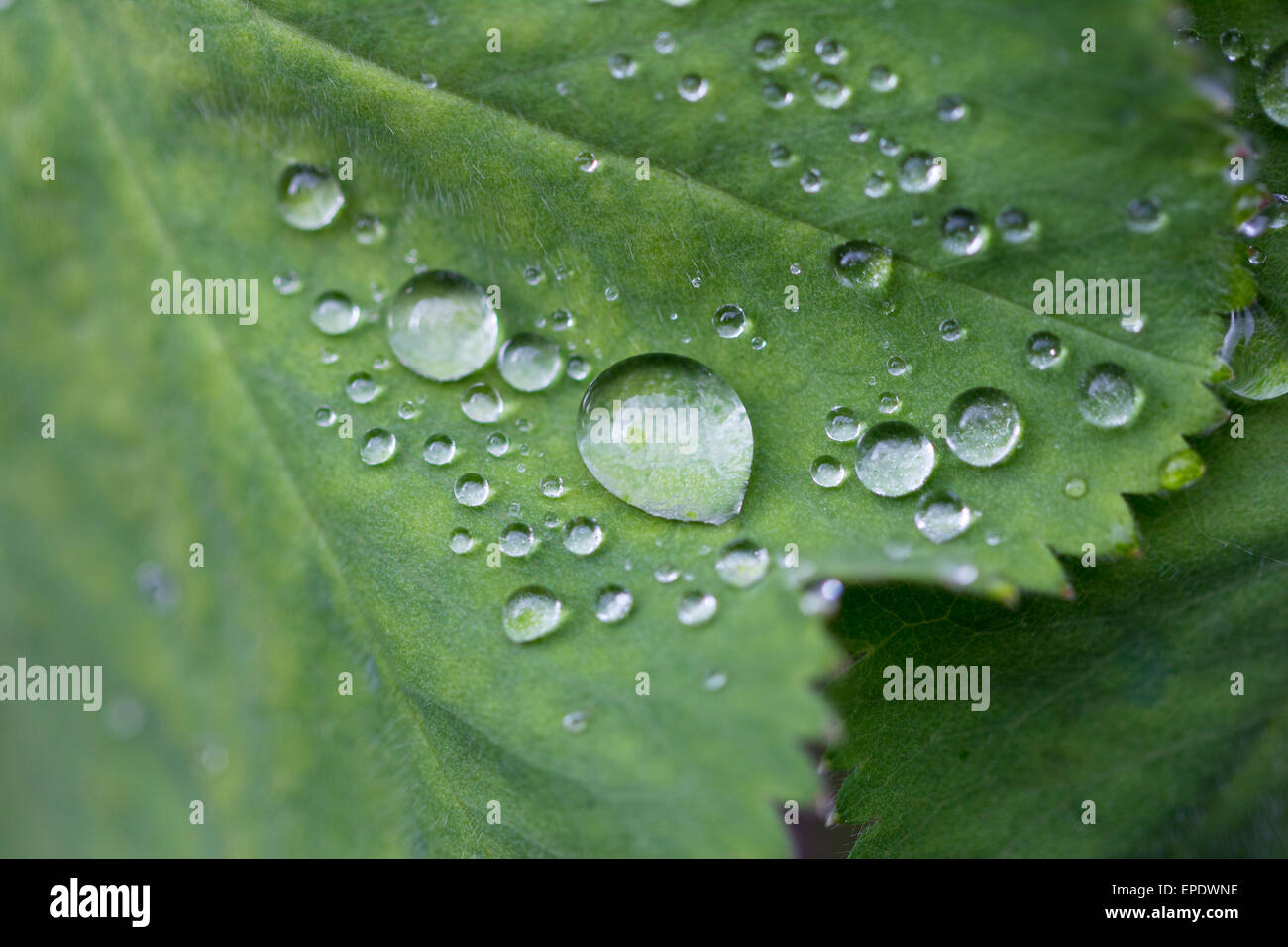 Close-up of dew drops on a Lady's Mantle Stock Photo