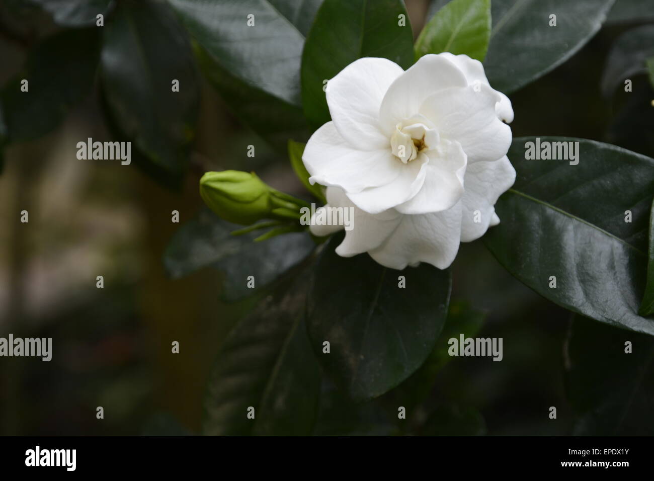 White gardenia flower on dark background. Stock Photo