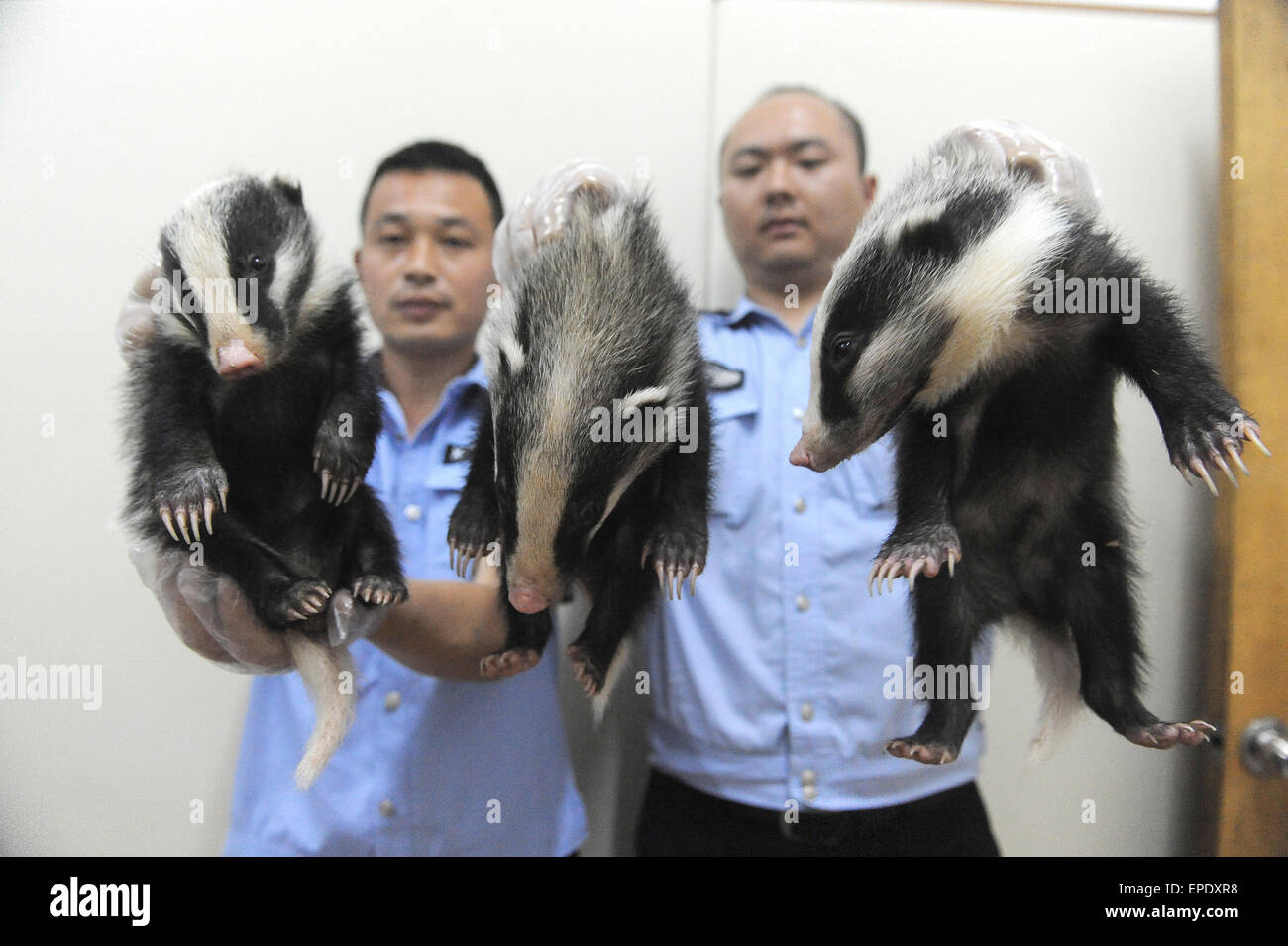 Hefel, China. 17th May, 2015. Policemen  show before releasing  three Hog badgers caught by migrant farmers  ( Arctonyx collaris) to forest in Hefei, China 17th May 2015. Credit:  Panda Eye/Alamy Live News Stock Photo