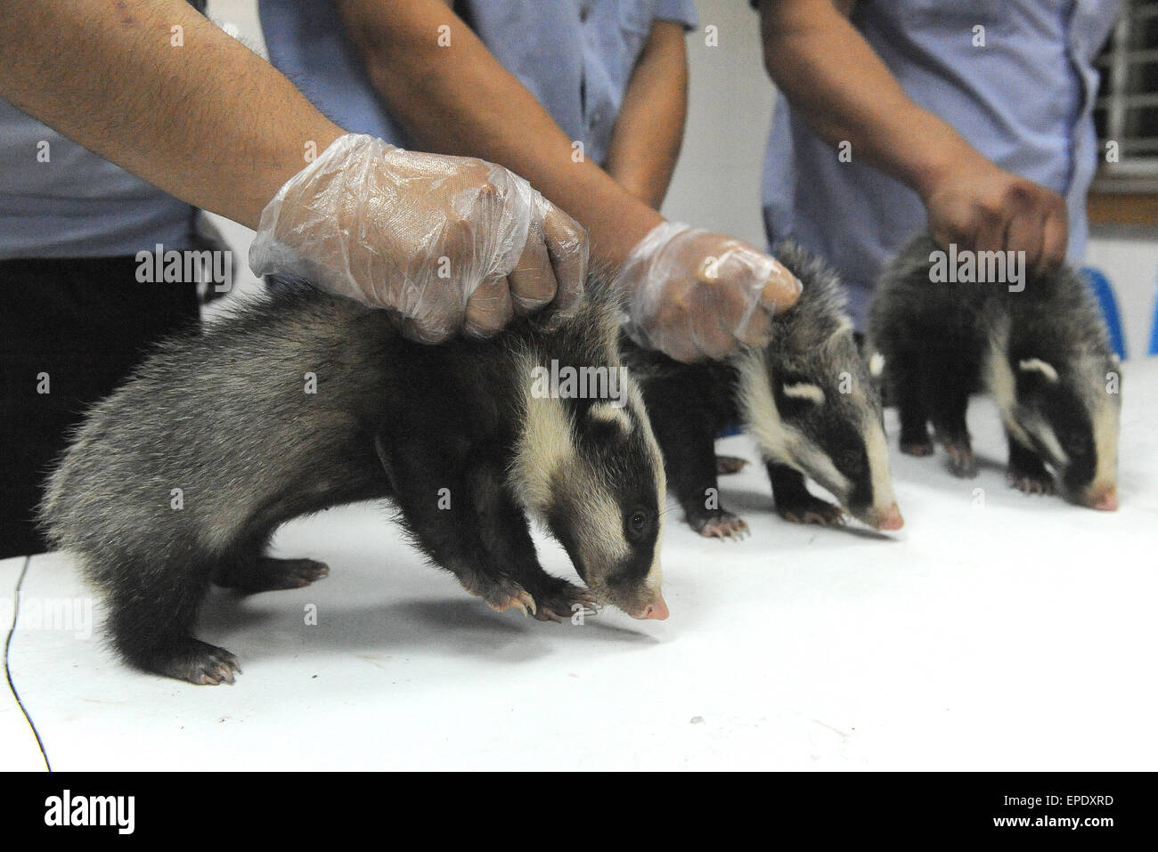 Hefel, China. 17th May, 2015. Policemen  show before releasing  three Hog badgers caught by migrant farmers  ( Arctonyx collaris) to forest in Hefei, China 17th May 2015. Credit:  Panda Eye/Alamy Live News Stock Photo