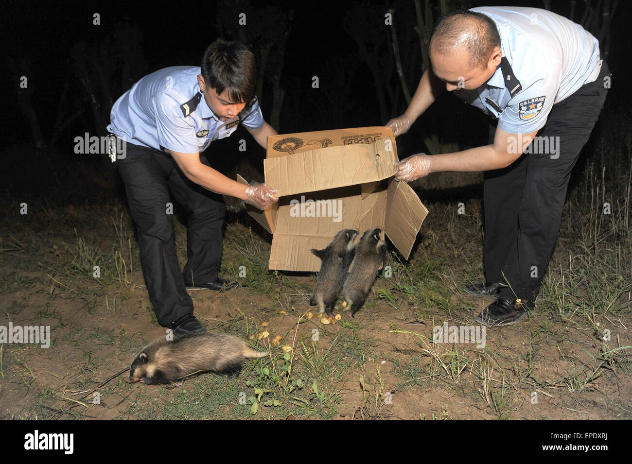 Hefel, China. 17th May, 2015. Policemen  release three Hog badgers caught by migrant farmers  ( Arctonyx collaris) to forest in Hefei, China 17th May 2015. Credit:  Panda Eye/Alamy Live News Stock Photo