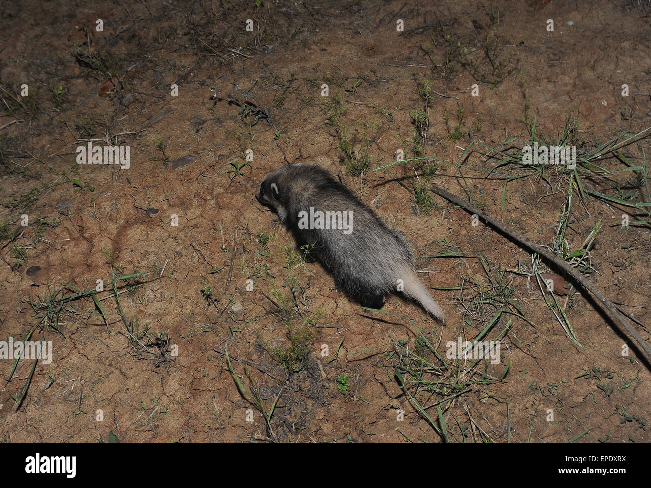 Hefel, China. 17th May, 2015. A Hog badger caught by migrant farmers  ( Arctonyx collaris)  run to forest in Hefei, China 17th May 2015. Credit:  Panda Eye/Alamy Live News Stock Photo