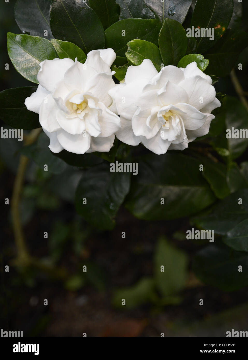 White gardenia flower on dark background. Stock Photo
