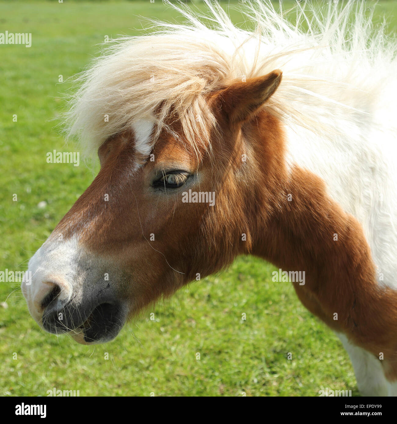 A shetland pony at Whitehouse Farm Centre in Northumberland. The pony