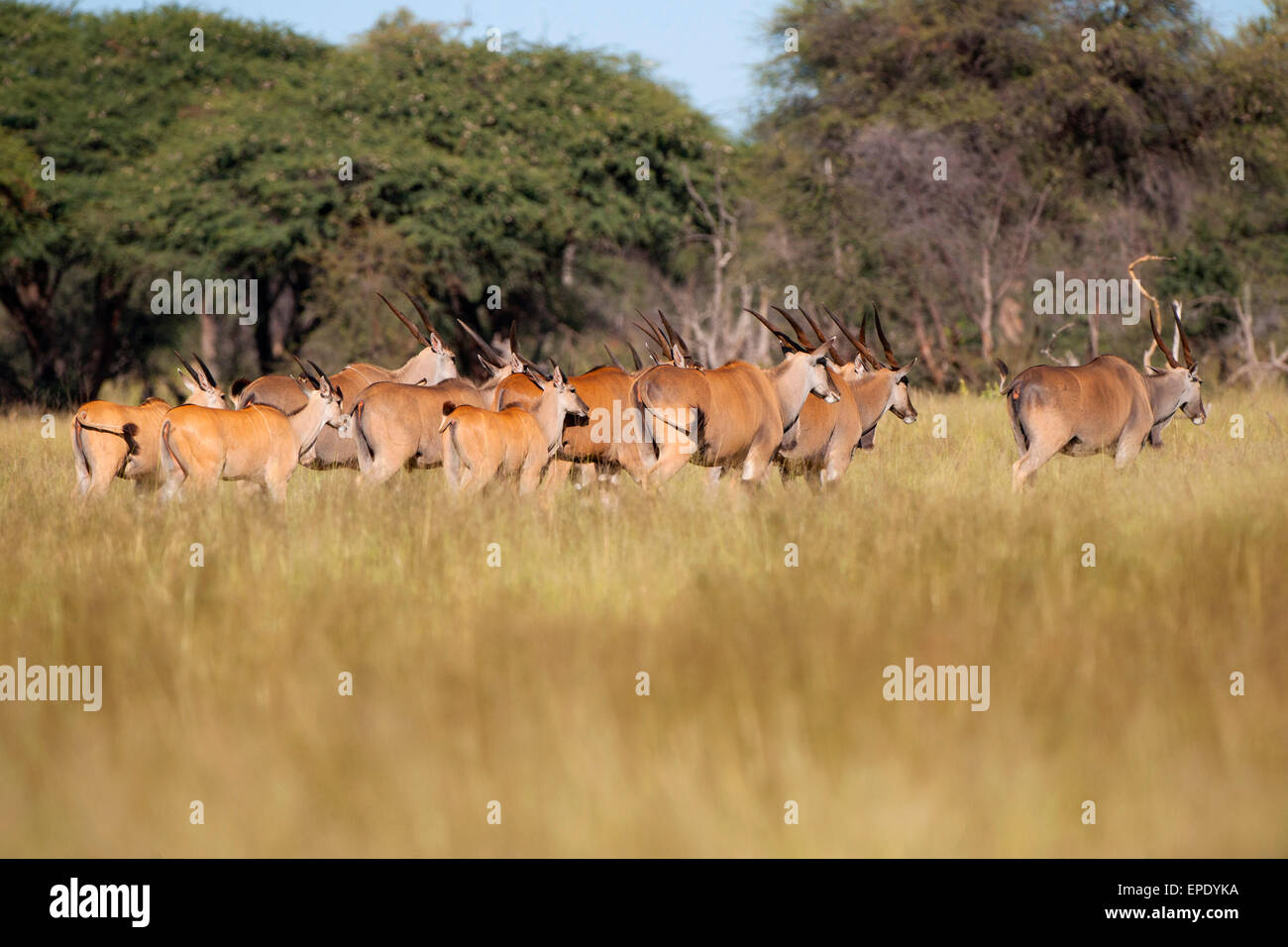 Eland migration hi-res stock photography and images - Alamy