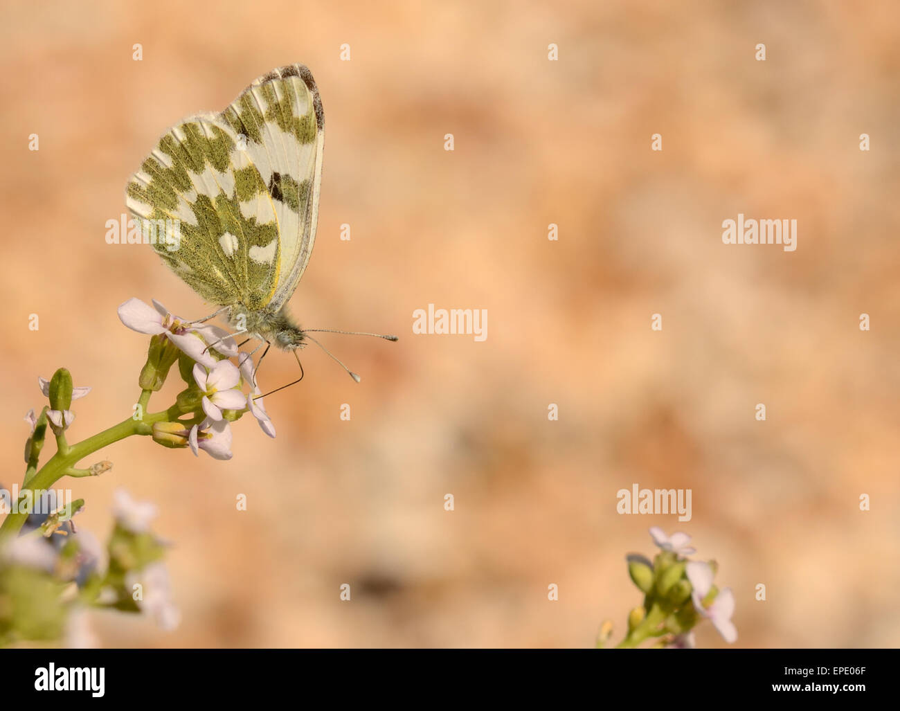 A Bath white butterfly nectaring on a wild flower on Skala Beach in Kefalonia Stock Photo