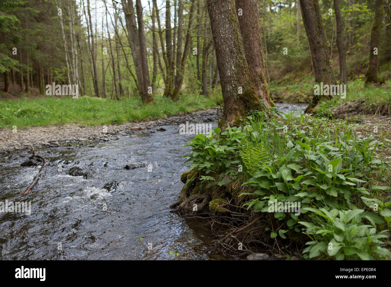 Stream ruisseau de martin moulin floating towards the river Ourthe in the Ardennes Stock Photo