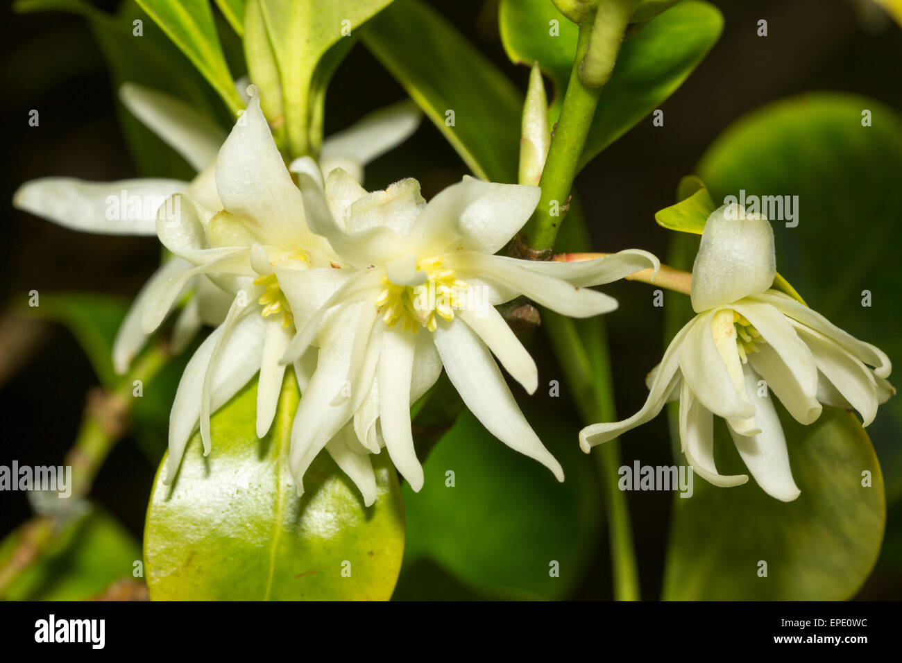 Spring flowers of the evergreen star anise, Illicium anisatum Stock Photo