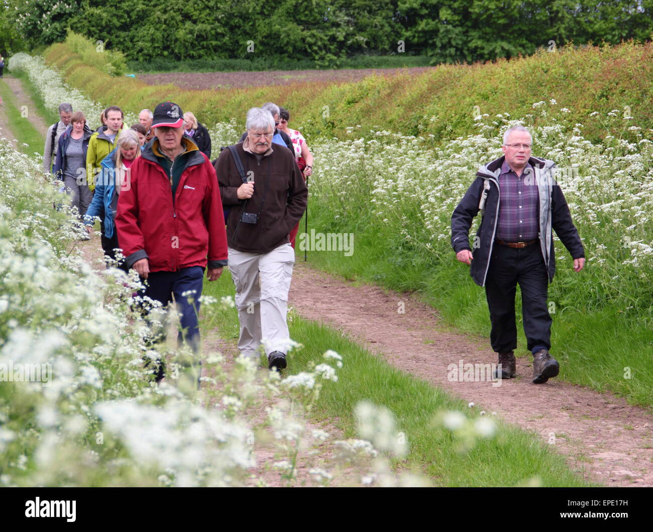 A group of ramblers participate in a guided walk through Derbyshire countryside as part of Chesterfield Walking Festival UK  May Stock Photo