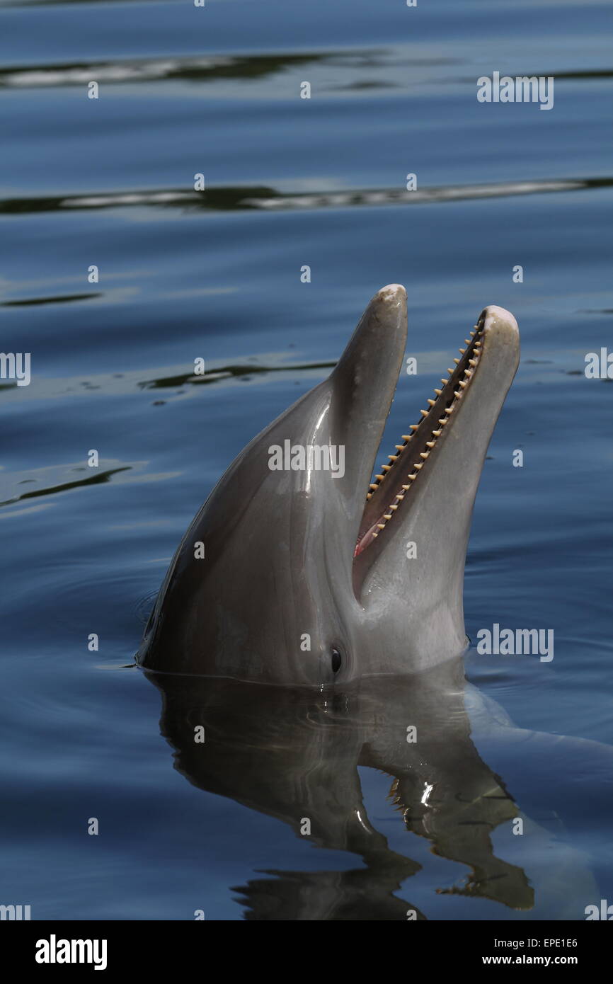 Atlantic Bottlenose Dolphin, Tursiops truncatus, Stock Photo