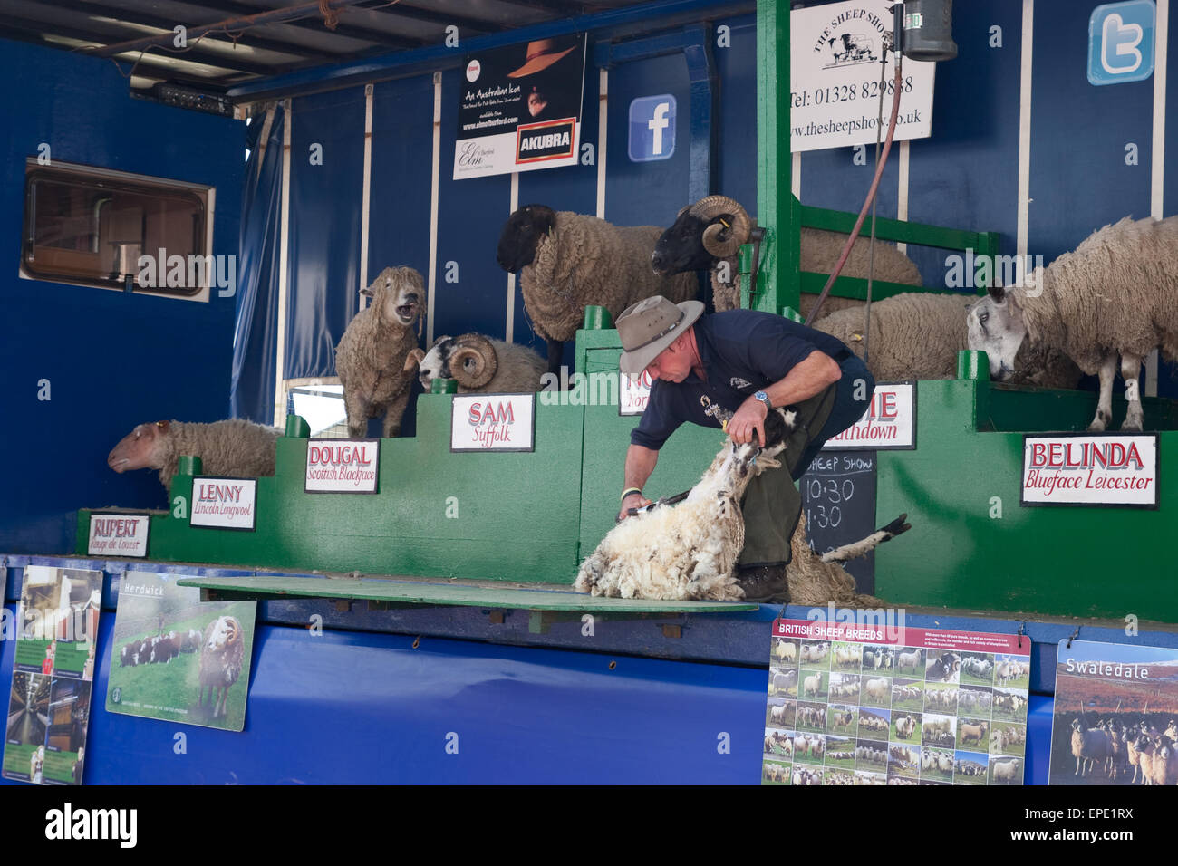 The Sheep Show featuring different breeds of sheep Stock Photo Alamy