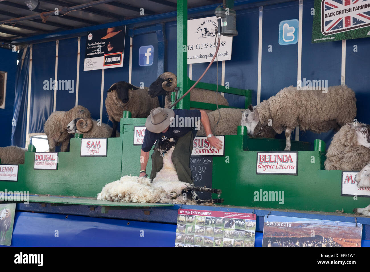 The Sheep Show featuring different breeds of sheep Stock Photo