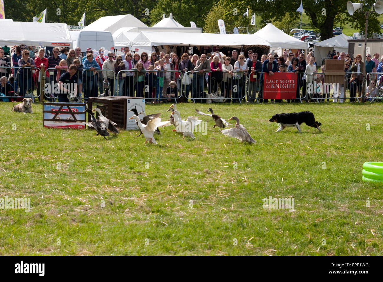 Indian Runner Ducks High Resolution Stock Photography and Images - Alamy