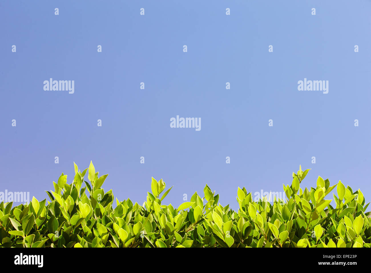 Bright green leaves hi-res stock photography and images - Alamy