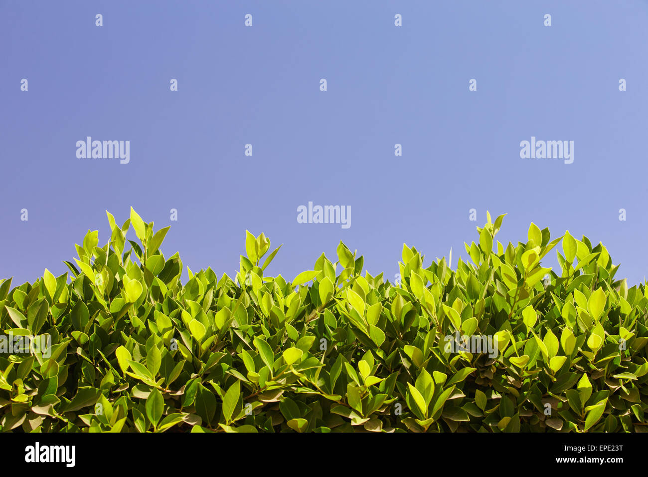 Bright green leaves hi-res stock photography and images - Alamy