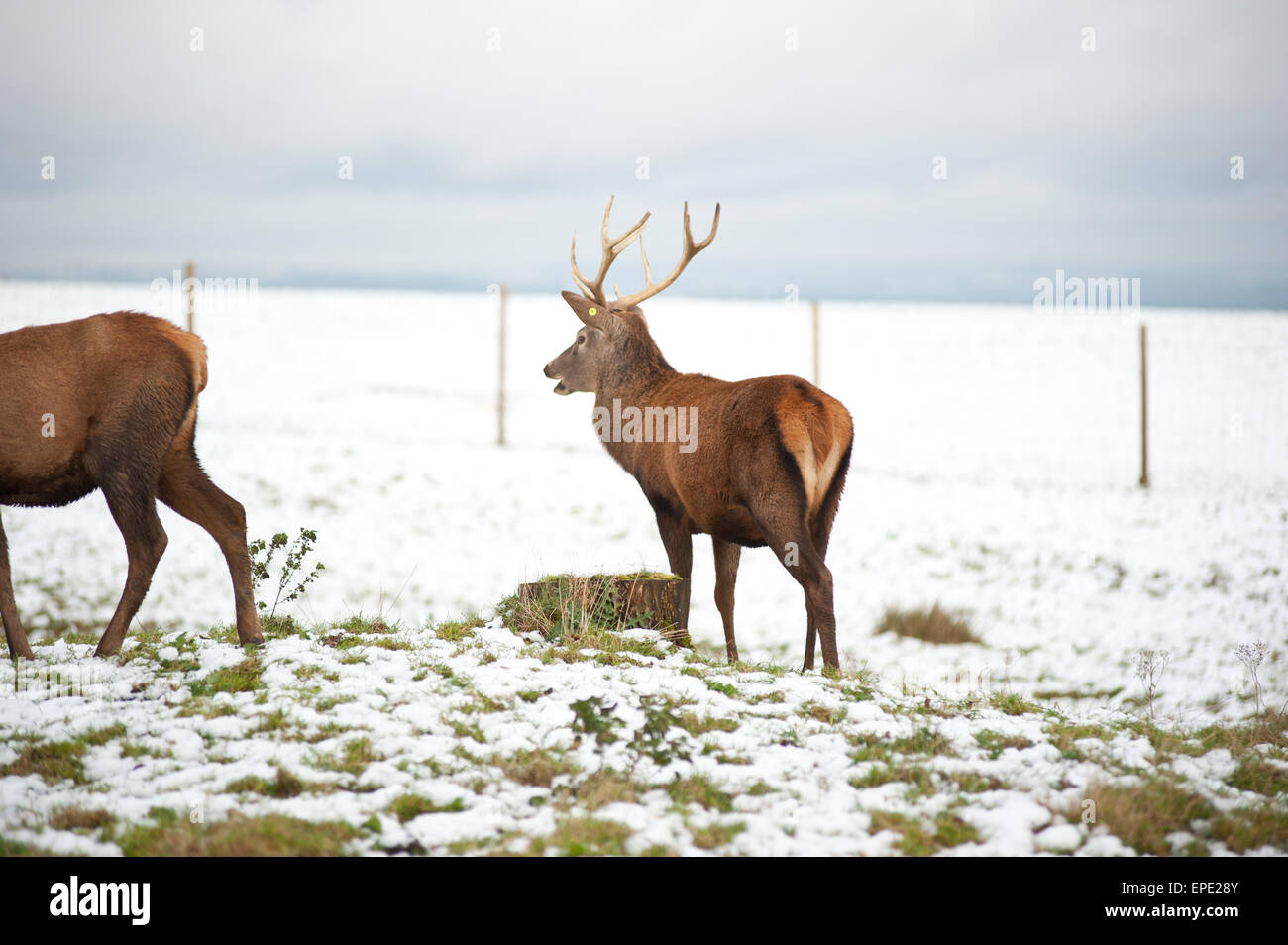 Deer with antlers in the snow Stock Photo