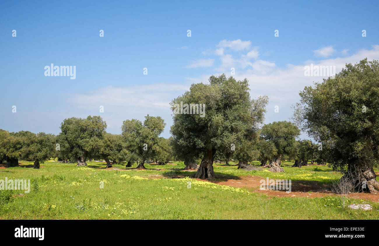 Olive Garden With Green Grass Near Ostuni Puglia South Italy