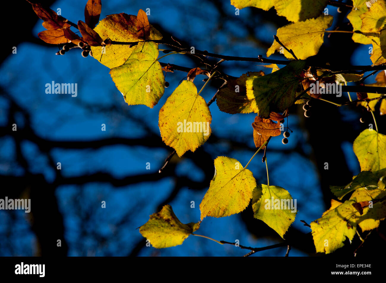 Golden sunlight sun light hi-res stock photography and images - Alamy