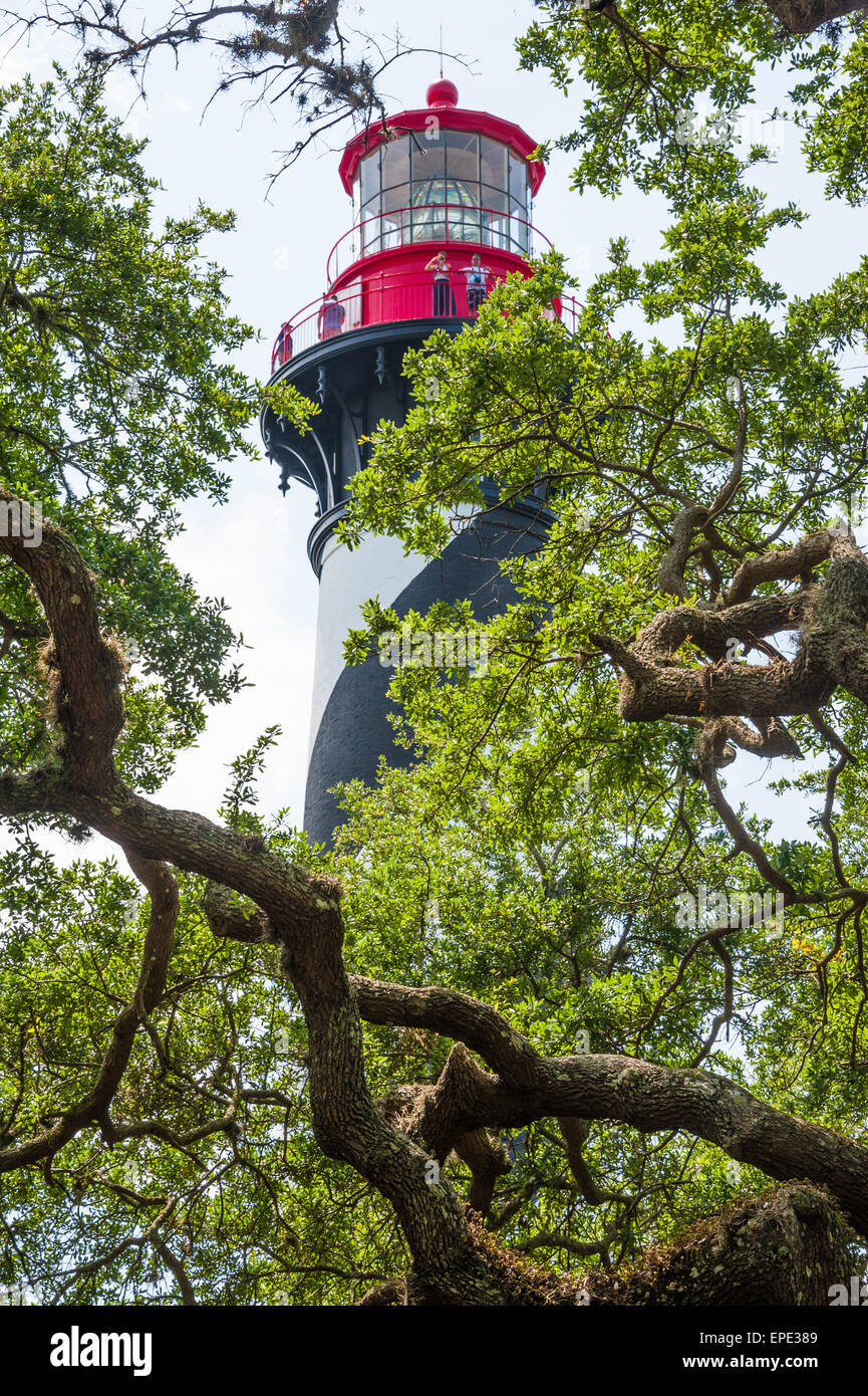 The majestic St. Augustine lighthouse rises above the twisting branches of Florida live oak trees.  (USA) Stock Photo