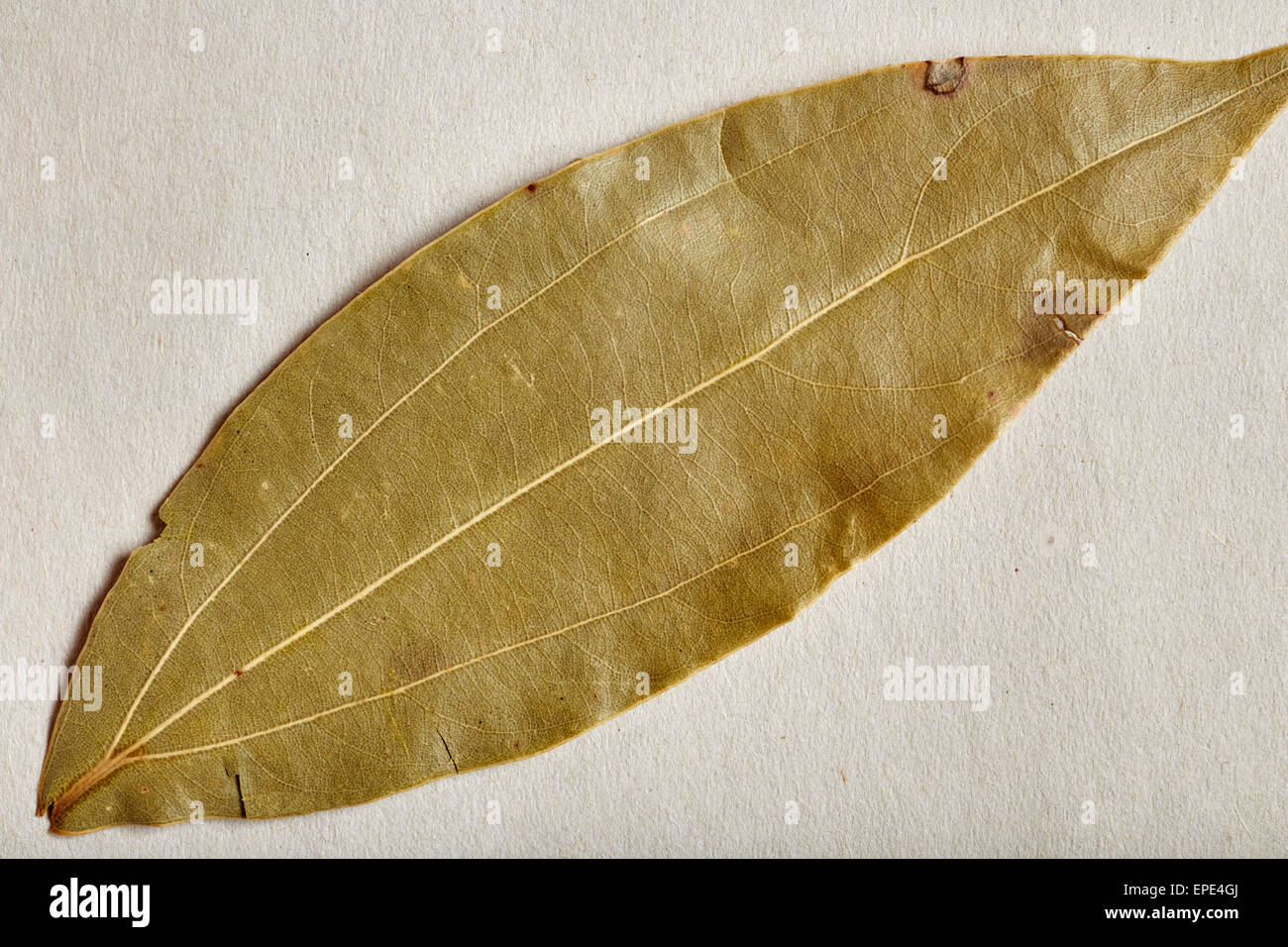 Indian bay leaf hires stock photography and images Alamy