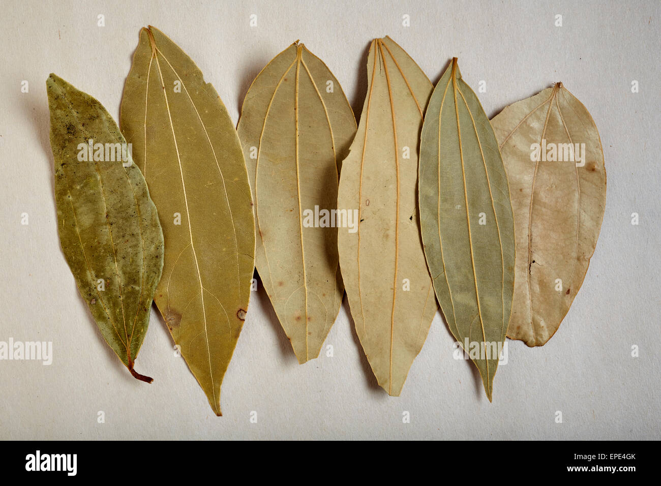 Indian bay leaves hires stock photography and images Alamy