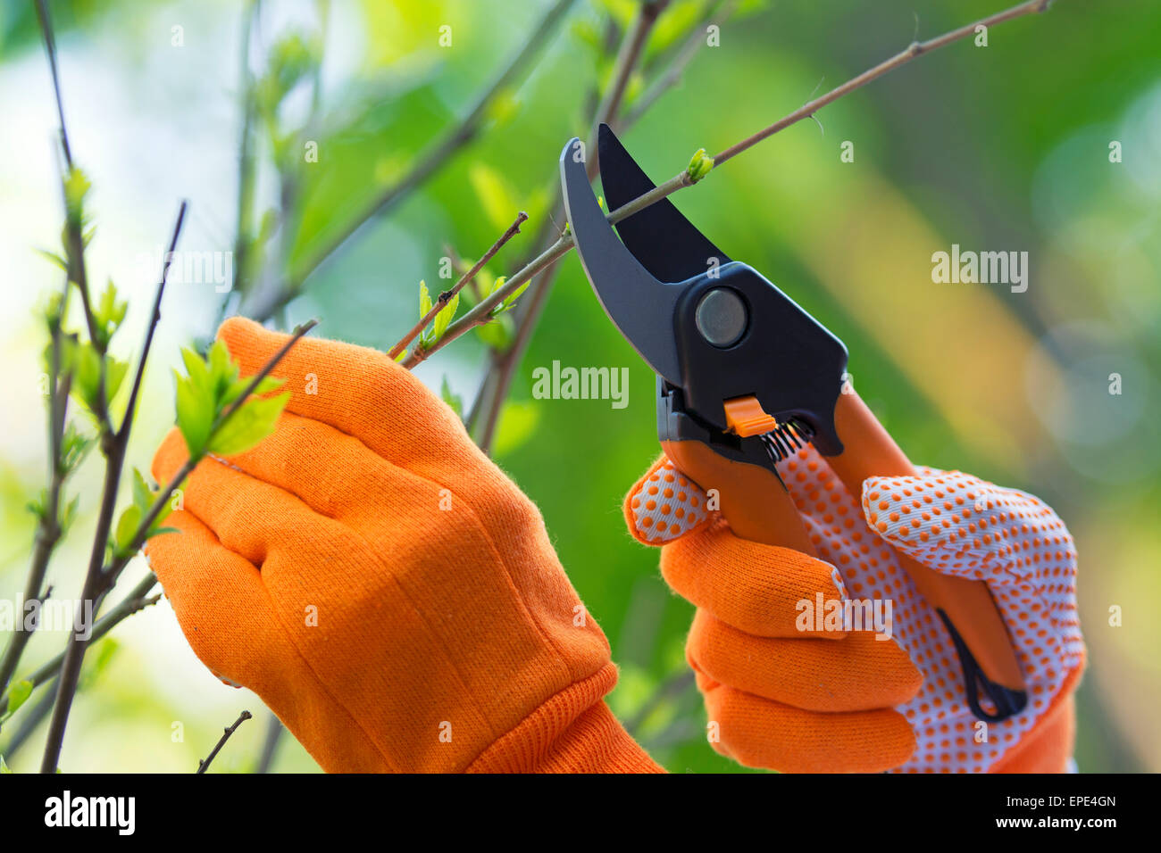 Gardening, Pruning Hibiscus Plant, Gloves and Shears Stock Photo