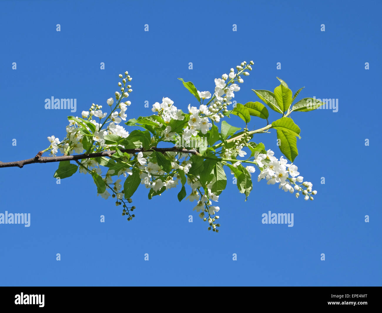 flowers of bird-cherry on the blue sky Stock Photo