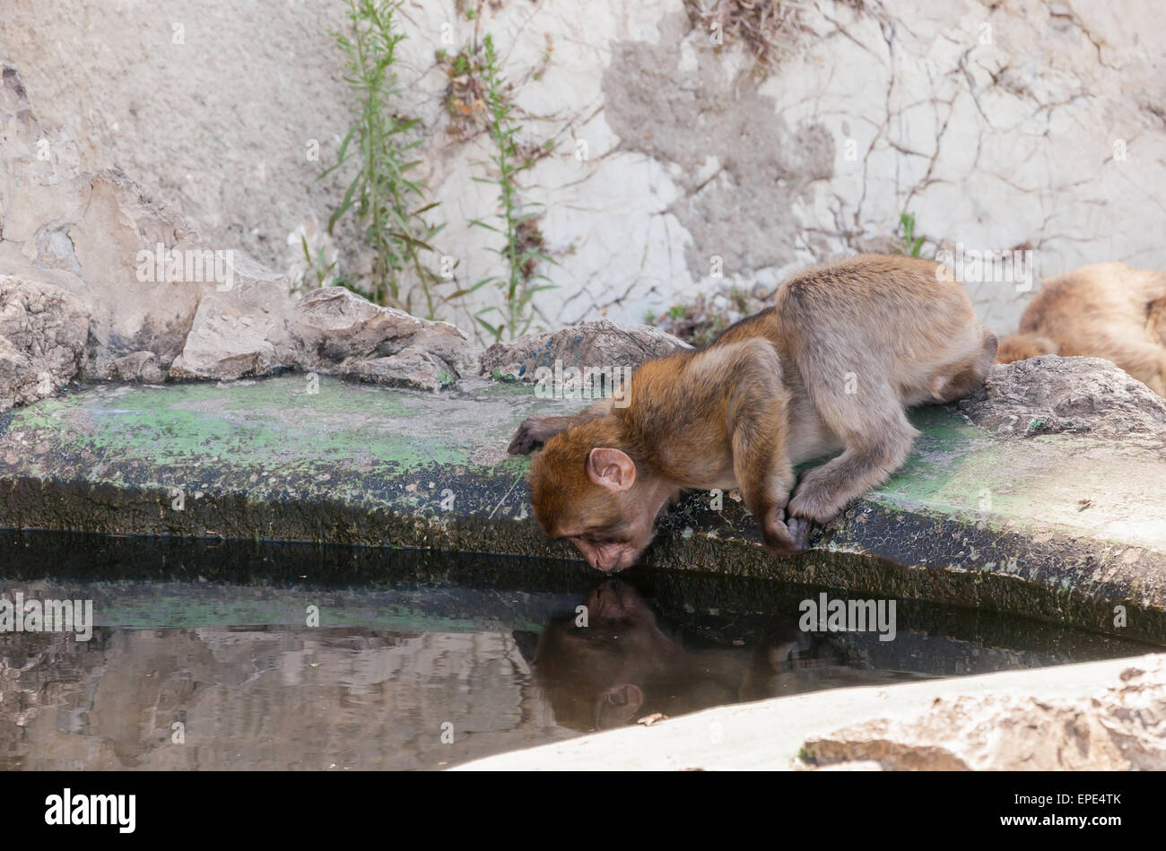 Barbary macaque monkey in Gibraltar drinking water Stock Photo Alamy