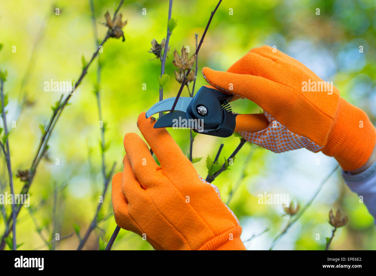 Gardening, Pruning Hibiscus Plant, Gloves and Shears Stock Photo