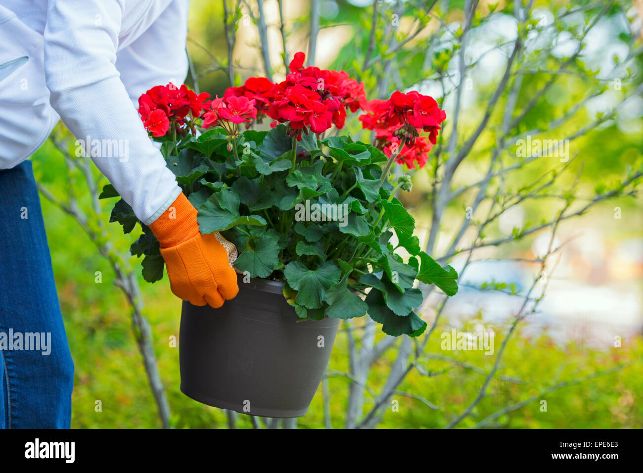 Geranium Plant, Pot, Potted Geranium, Woman Gardening holding, lifting Plant Red Geraniums Flowers Stock Photo