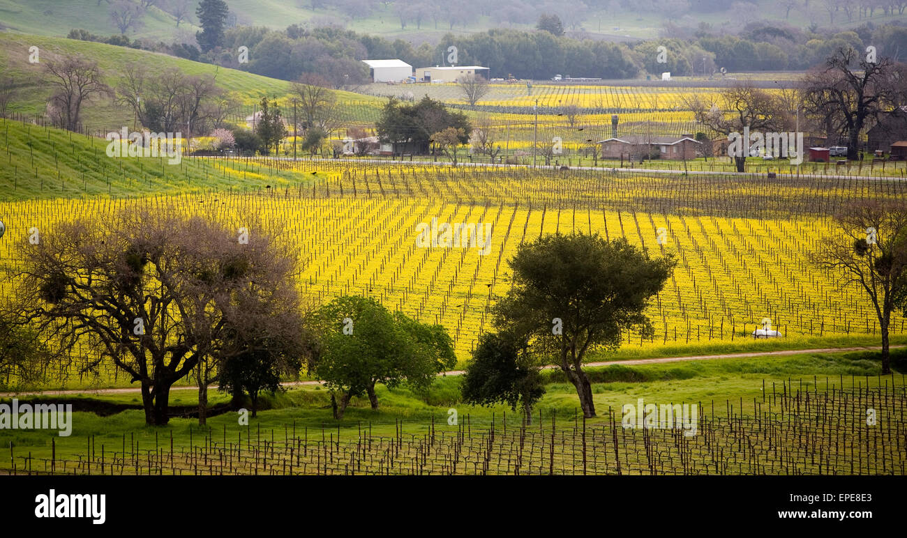 Mustard Plants in Napa Valey, California Stock Photo Alamy