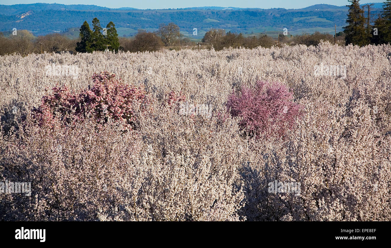 Almond Blossoms in the Spring Stock Photo