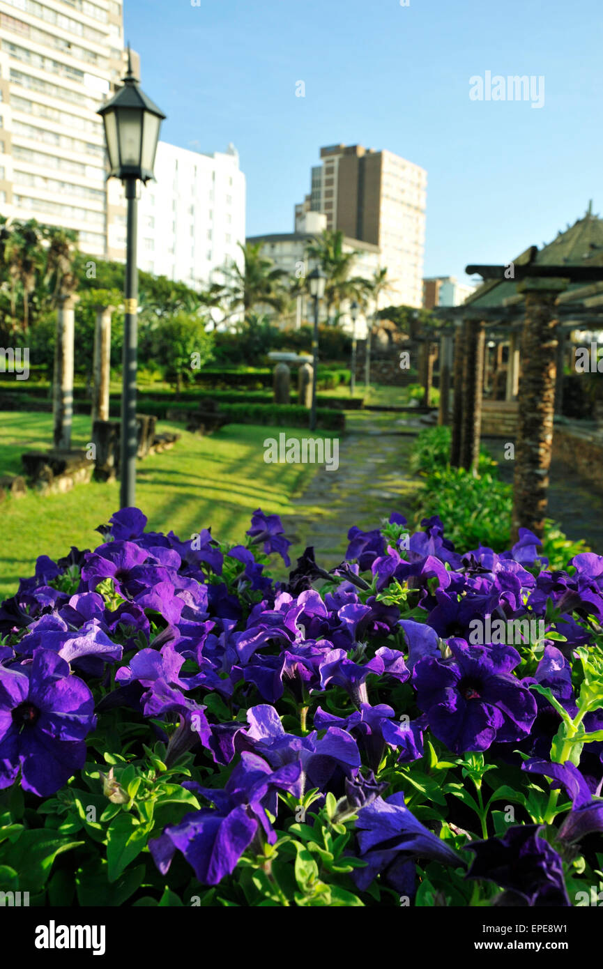Purple Petunia flowers in decorative sunken gardens, landmark of modern