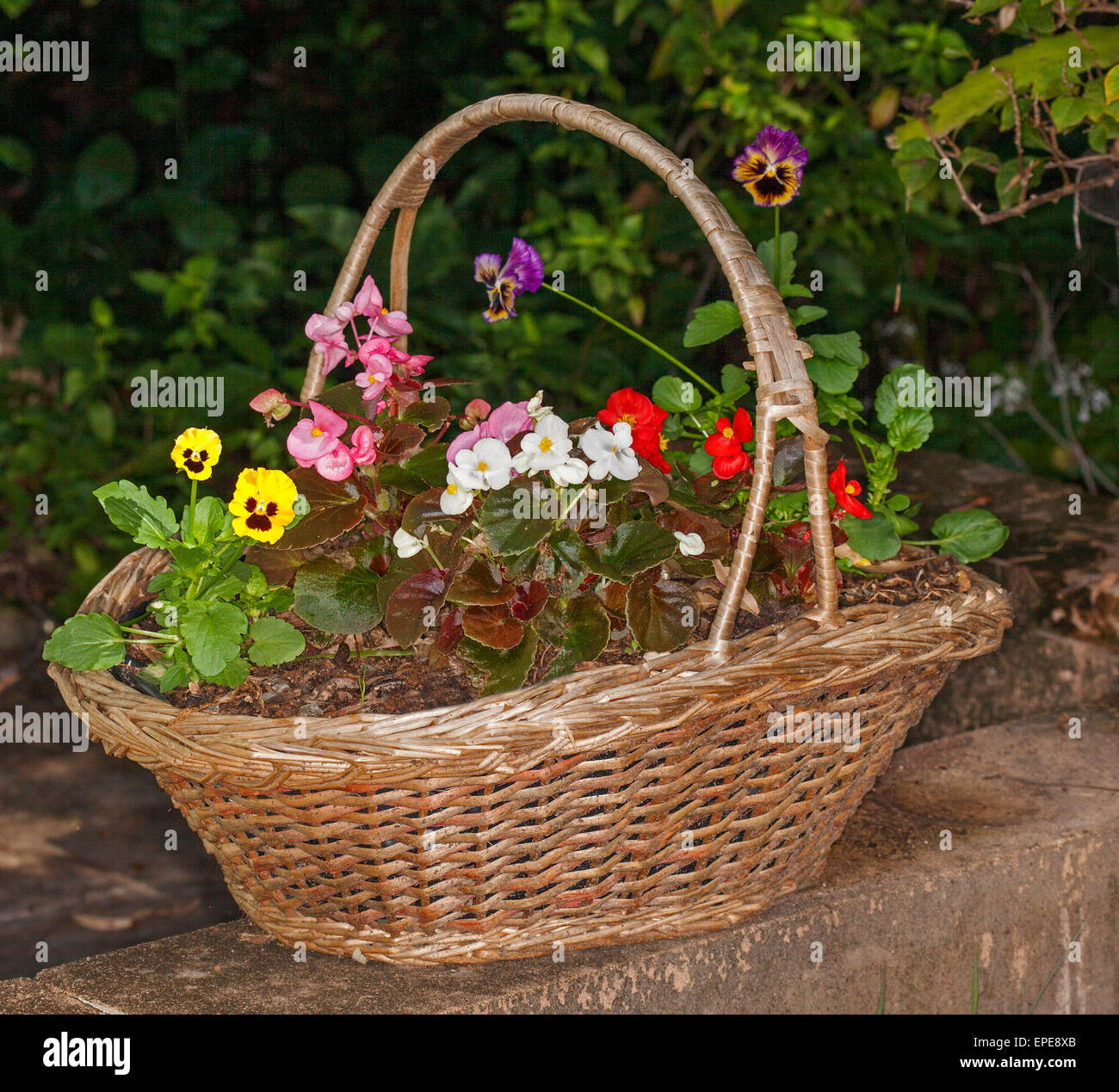 Large recycled wicker basket with flowering plants growing in it - yellow and purple pansies & red, pink, & white bedding begonias on dark background Stock Photo