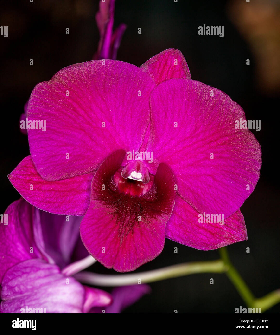 Stunning deep magenta red orchid flower of Dendrobium Bernadette x Cheunsangon against dark background Stock Photo