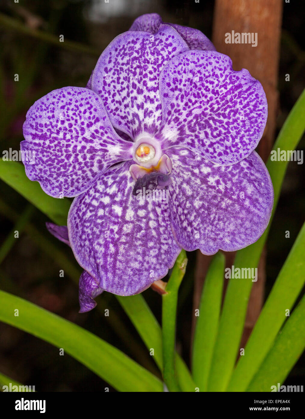 Large, unusual and spectacular purple / blue and white speckled flower of orchid Vanda coerulea hybrid 'Arambeen'with green leaves on dark background Stock Photo
