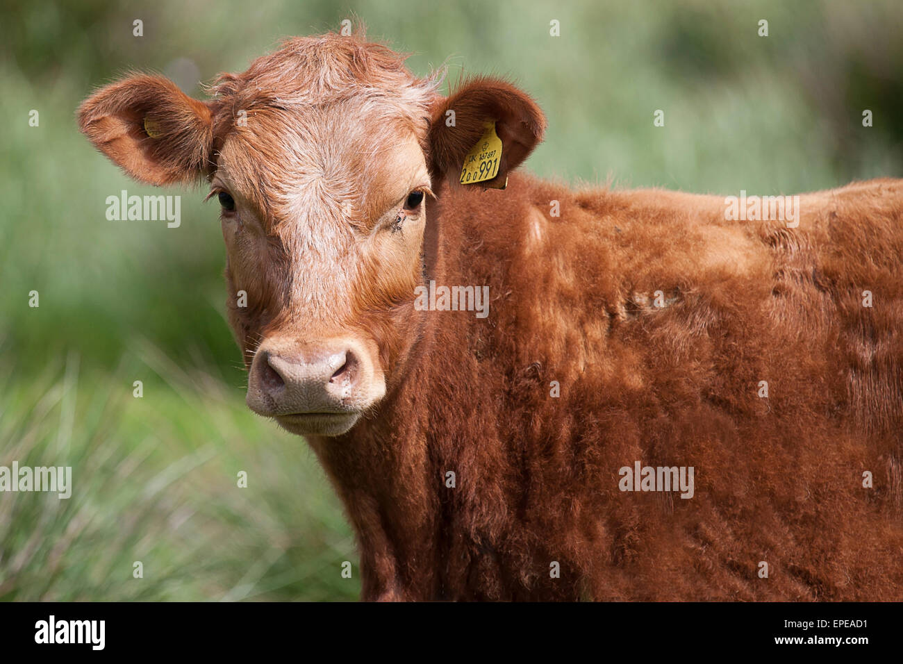 Portrait of a brown cow, staring straight at the camera. Set against a natural green out of focus background Stock Photo