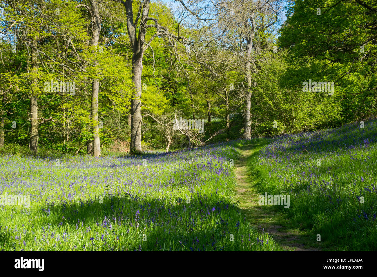 English Bluebells Hyancinthoides non-scripta growing in deciduous woodland in the Spring Stock Photo