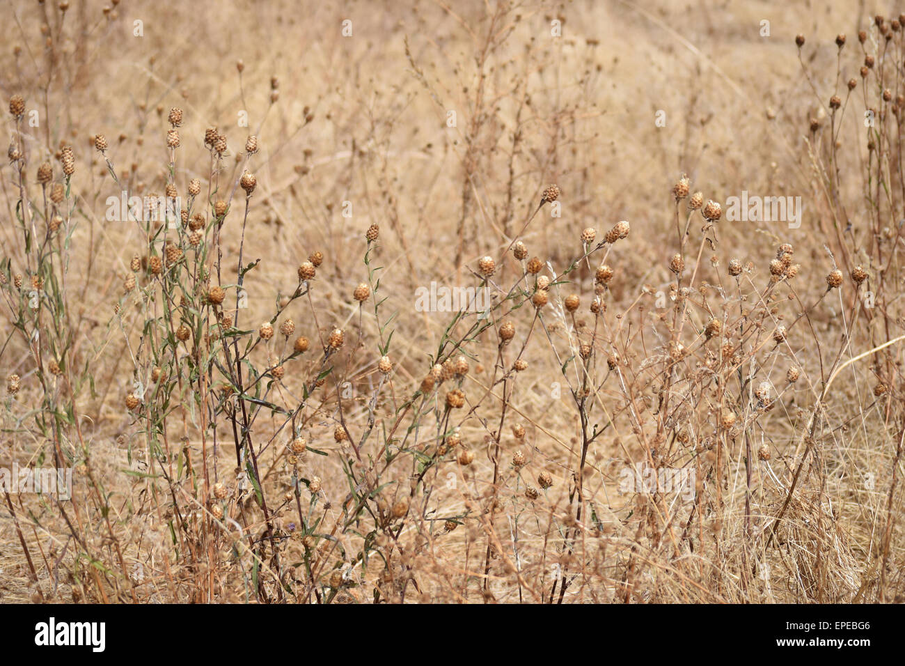 field of weeds Stock Photo Alamy