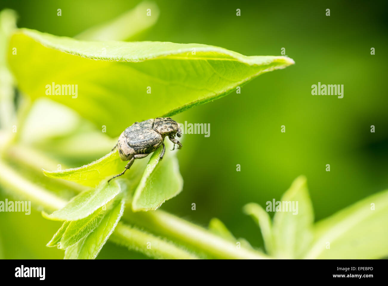 Beetle Insect Macro On Green Background Stock Photo