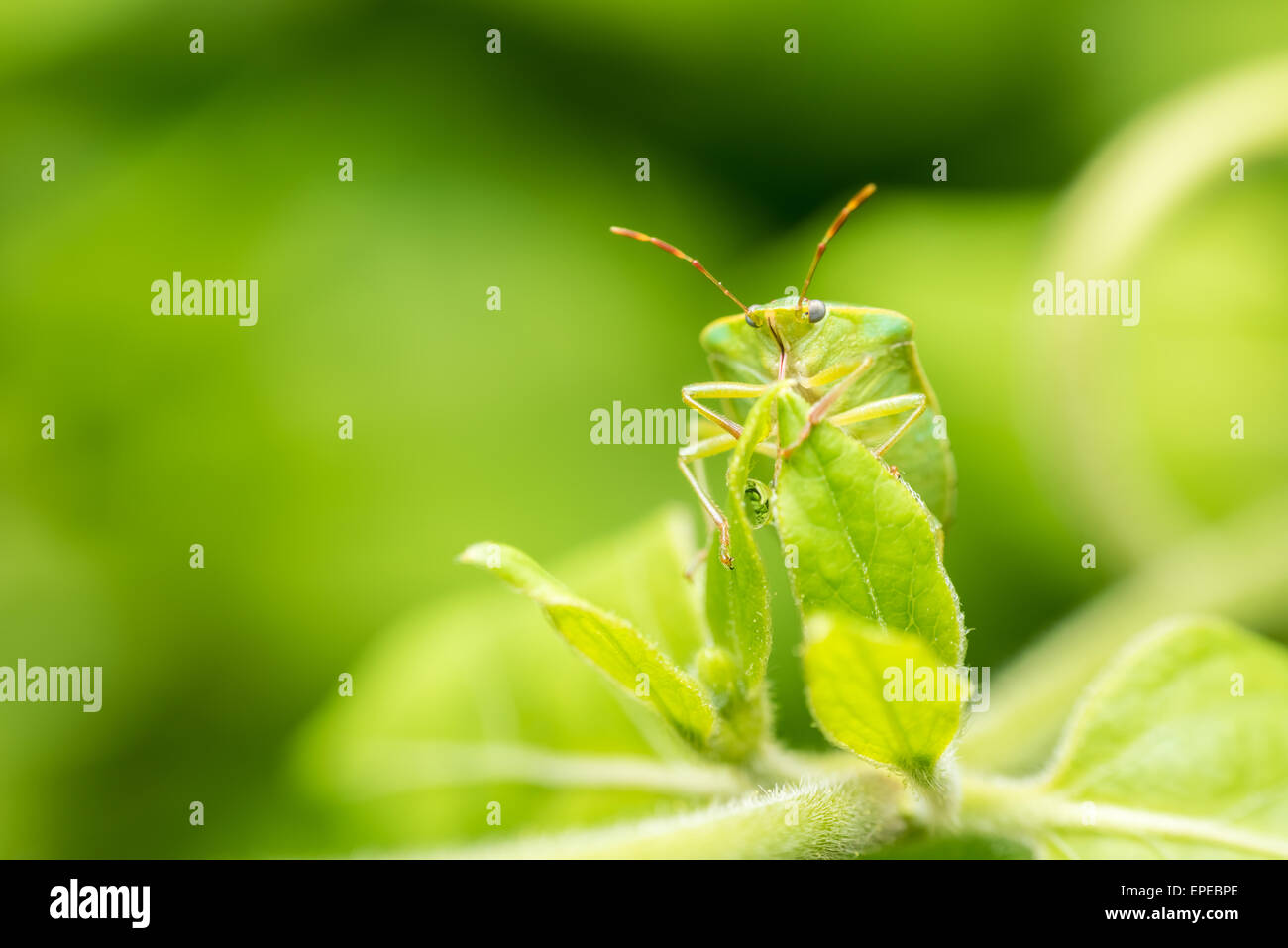 Green Shield Bug Insect Macro Stock Photo