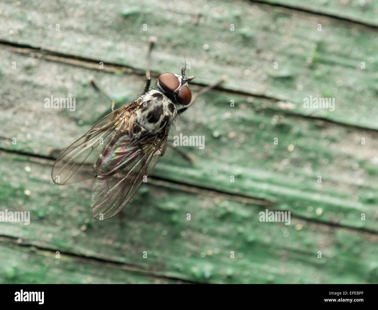 Housefly Macro On Green Wood Background Stock Photo