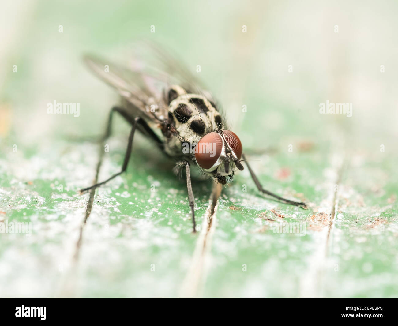 Housefly Macro On Green Wood Background Stock Photo