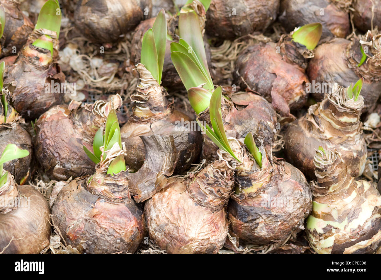 Amaryllis Bulbs on sale at a Dutch market stall Stock Photo
