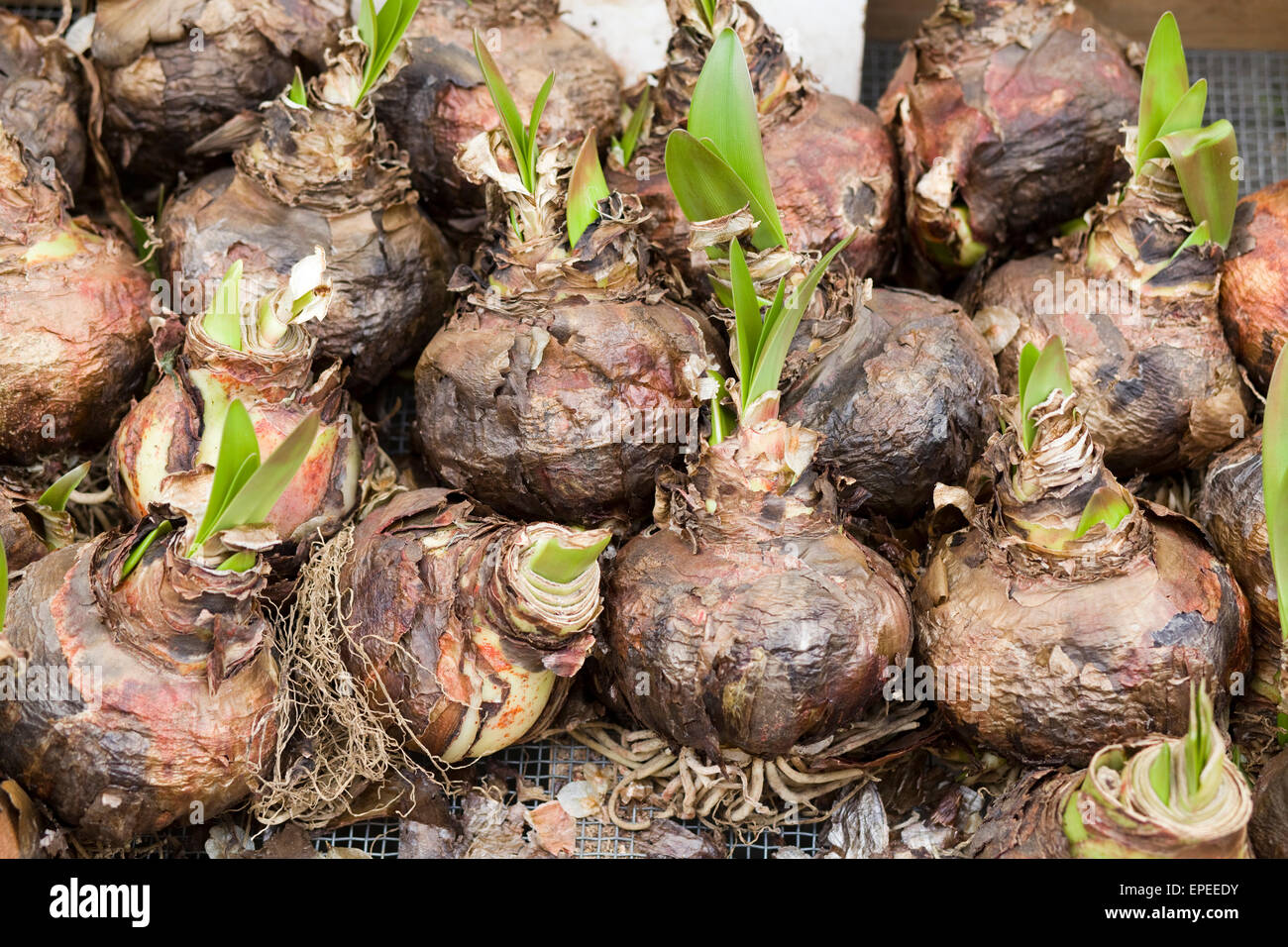 Amaryllis Bulbs Stock Photo