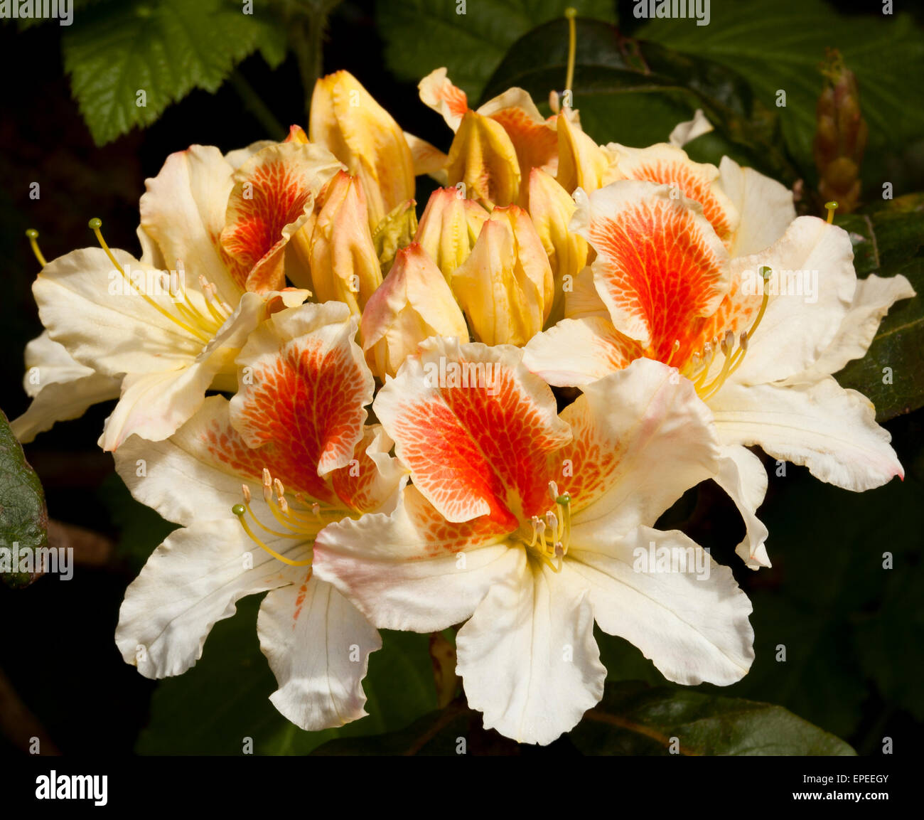 Red Rhododendron England Rhododendron with buds and red flowers hi-res stock photography and ...