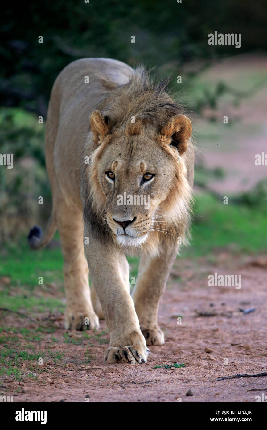 Lion (Panthera leo), male, five years, prowling, Tswalu Game Reserve, Kalahari Desert, North Cape, South Africa Stock Photo